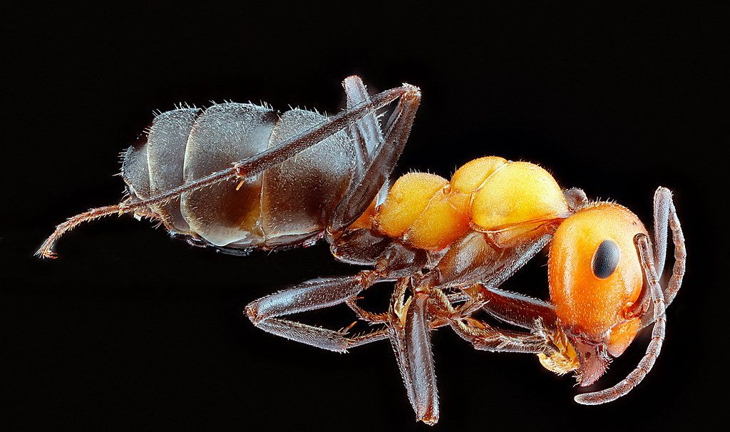 Ant Control service in Las Cruces, NM