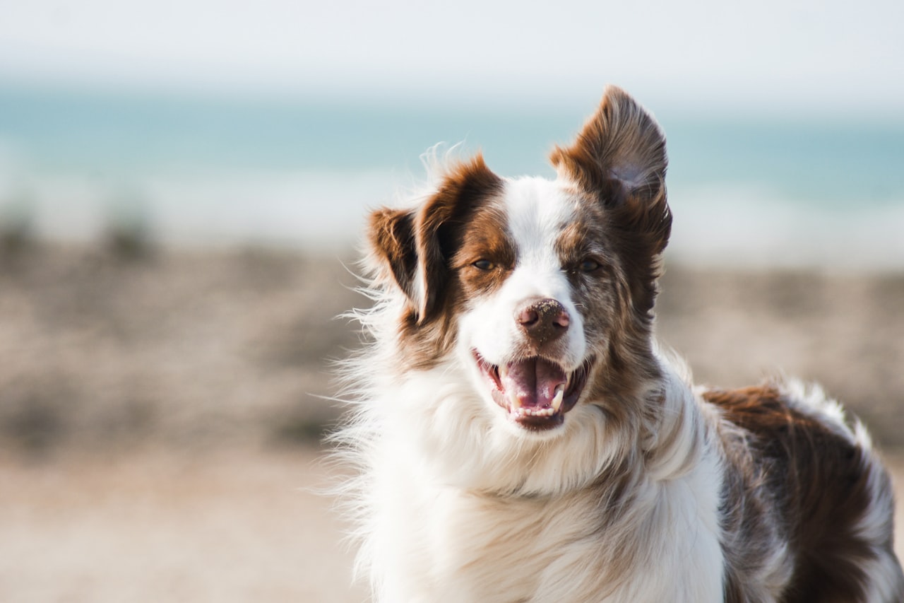 Flea & Tick Control service in Las Cruces, NM