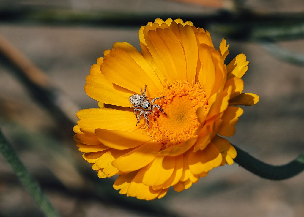 Spider Control service in Las Cruces, NM